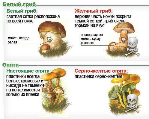 Охарактеризуйте по 2 представителя съедобных и ядовитых грибов своей местности. (Украина)Результаты 
