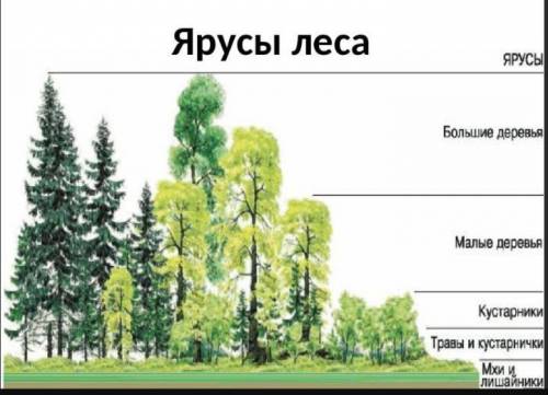 Создать модель смешанного леса 