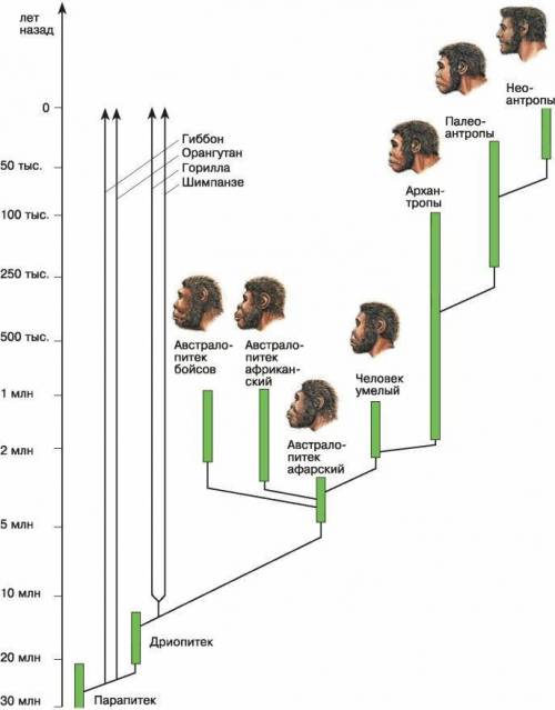  Общий предок человека, шимпанзе и гориллы: а) дриопитек б) австралопитек в) неандерталец г) кромань