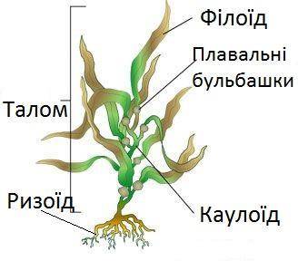  Водорості- будова організму водорості- місце проживання 