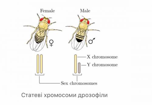 Сколько половых хромосом содержится в Gamigo дрозофил