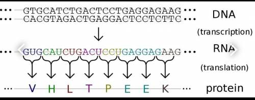 ДАЮ 20 Б С каких веществ обеспечивается нервная регуляция процесса экспрессии генов (транскрипцию, с