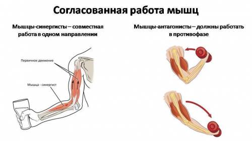 Мышцы, выполняющие одно и то же движение и мышцы противоположные друг другу по действию - это соотве