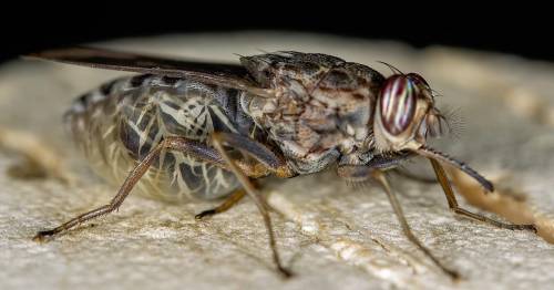 3 вида мух, описание не надо а если можно только фотографии