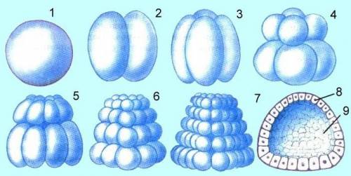 Бластуляция - это: Выберите один ответ: 1. многократное дробление зиготы 2. деление клетки пополам 3