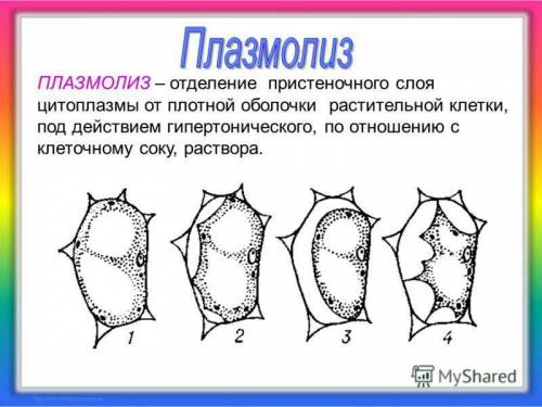 Раскройте суть: плазмолиз, тургорное давление,осмос​