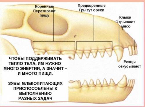 Какое строение имеет зуб млекопитающих? ​
