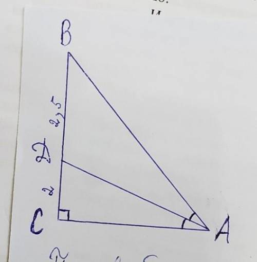 В прямоугольном треугольнике биссектриса острого угла делит катет на отрезки 2 см и 2,5 см. Найдите