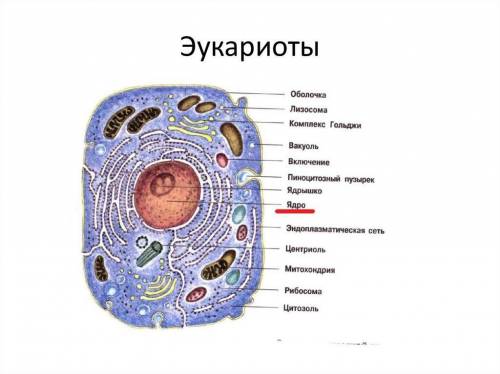 Определите клетки царств организмов по номерам ​