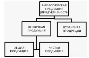 Расшифруйте функции экосистемы.