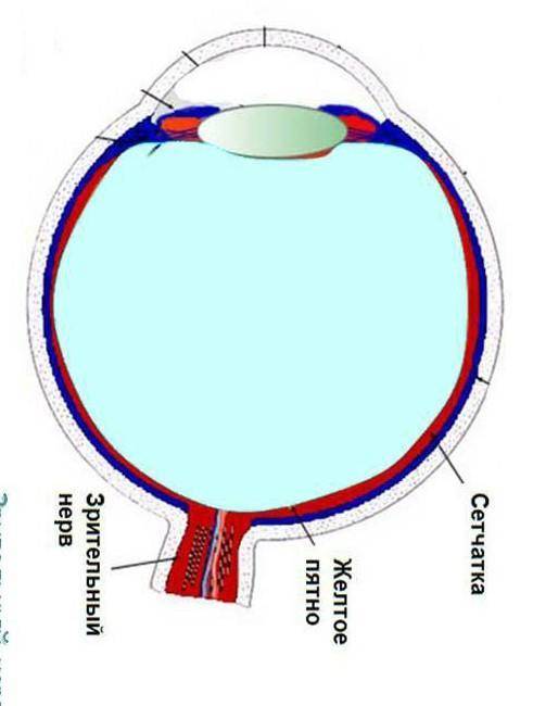 Как называется нерв, который передает информацию с сетчатки глаза?​