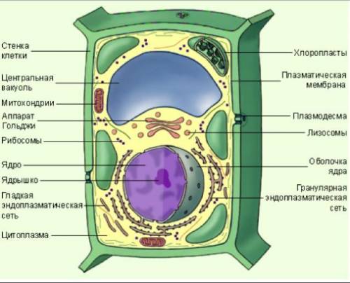 Какие органы клеток вам известны?​