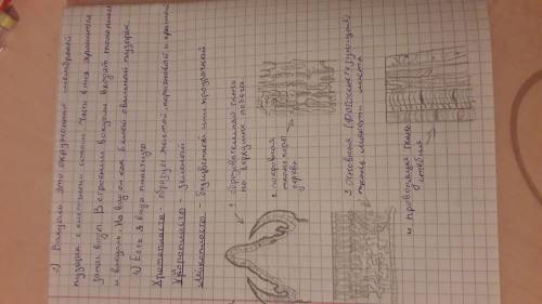 Клеток и тканей растений. Ход работы1. Рассмотрите строение тканей растений,2. Обратите внимание на