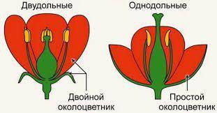 Как называется околоцветник у цветков класса однодольных​