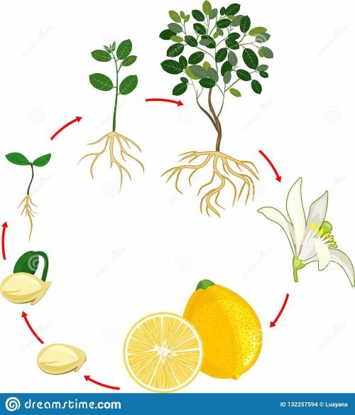 Схема жизненного цикла лимона х​