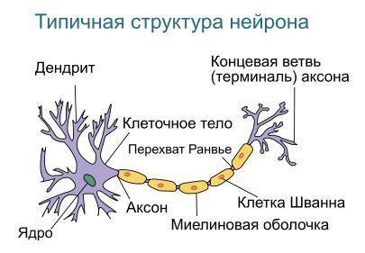 Какова структура дендрита?