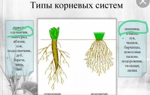 Сделайте вывод, чем отличается корневая система пшеницы от корневой системы одуванчика.