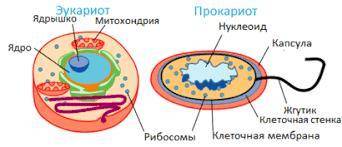 Какие свойства клетки в воде ? А)выделяет вещества из клеток Б)участвует в химических реакцияхВ)опре