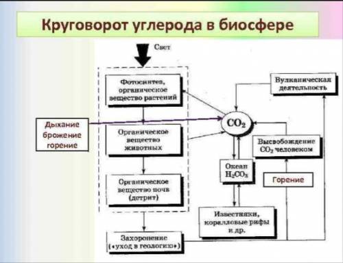 Используя полученные знания завершите схему «Круговорот углерода»