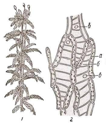 9 к какому классу относят растение, ткань которого показана на рисунке 1? 1) Папоротниковые 2) Хвойн