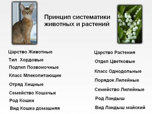 Определите систематические таксоны животных и растений​