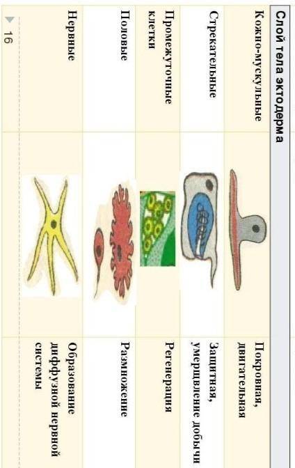 Биология 7 класс таблица клеточное строение гидры