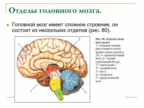 КАК ЭТИ МЕСТА ГОЛОВНОГО МЕСТА НАЗЫВАЮТСЯ​​