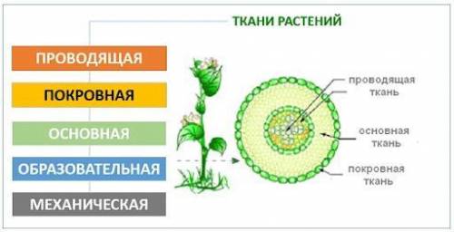 Назовите ткани, обеспечивающие рост растения и образование всех остальных видов тканей.