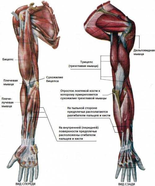 Строение мышц верхних конечностей​
