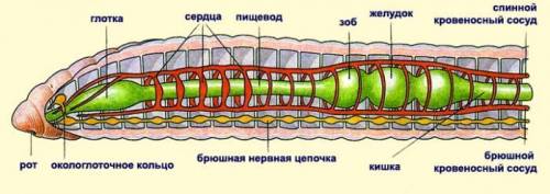 Стрение дождевого червя.​