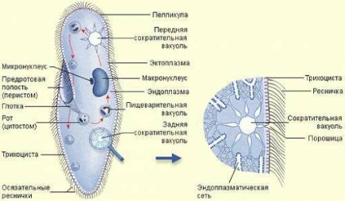 Оргонели у інфузорії туфельки