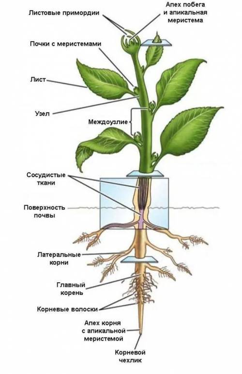 1. Из каких органов состоит побег. 2. Что такое почки, узел побега, междоузлие пазуха листа 3. Какие