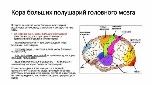 Какие зоны имеются в височной и затылочной долях коры мозга?