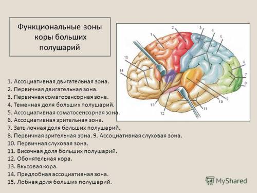 Какие зоны имеются в височной и затылочной долях коры мозга?