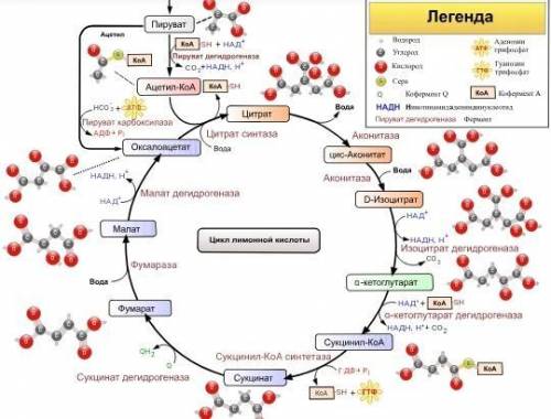 Ферментативные реакции цикла кребса локализуется в​