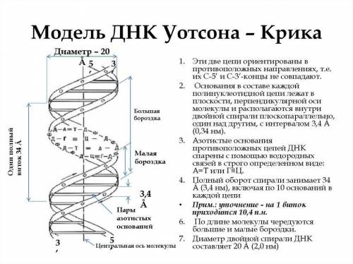 Какая структура белка соответствует модели уотсона Крика​