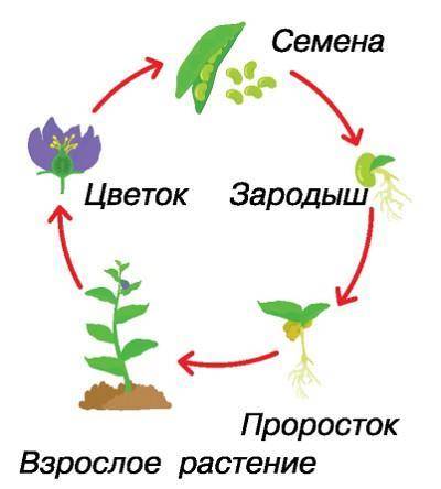 Опиши жизненный цикл растения опиши имено опиши​