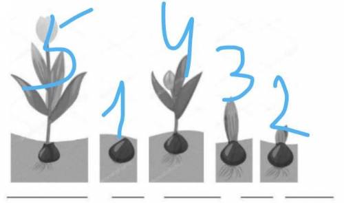 1) Расставь по порядку этапы жизненного цикла тюльпана (1,2,3,4,5)​