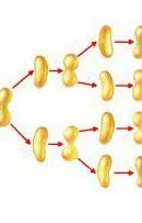 Опиши при рисунка Что происходит с бактерией (хромосомах оболочка цитоплазма) во время размножения.​