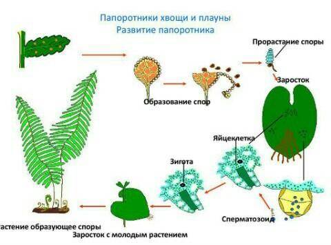 Задание 1. Расставь по порядку этапы жизненного цикла растений. [1]Опиши жизненный цикл растений.1.2