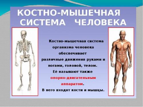 Как называется соединение мышечного каркаса с костным скелетом посредством суставов и сухожилий, кот
