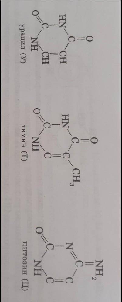 Сколько Атомов азота содержится в урациле тимине цитозине​