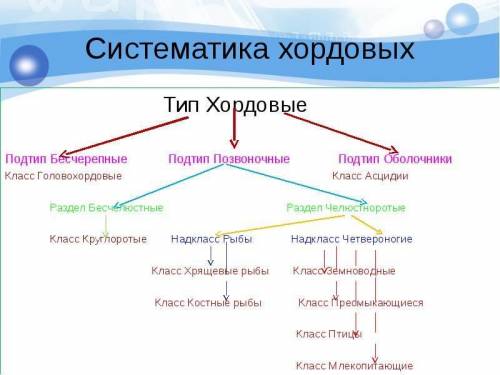 Составьте схему на тему «тип хордовые». Укажите особенности строения, классификации,приведите пример