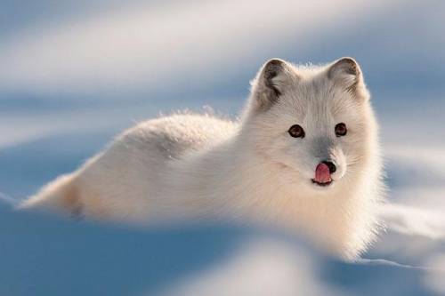 Как появился вид полярной лисы?​