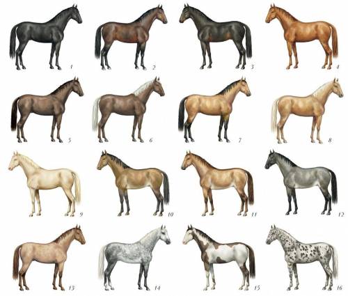 Сколько типов масти лошадей?​