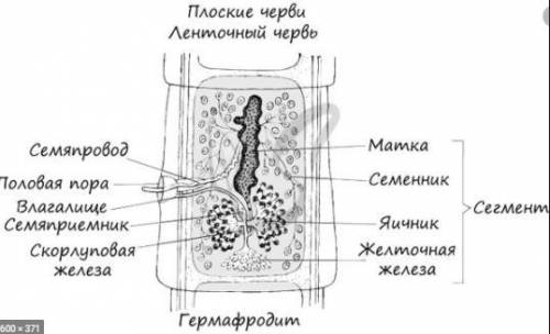 Ленточных черви Репродуктивная система​