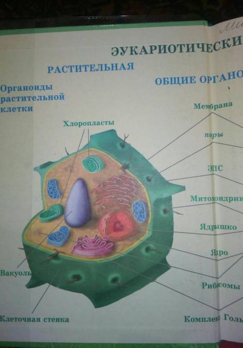 1. На­зо­ви­те ос­нов­ные ор­га­но­и­ды рас­ти­тель­ной клет­ки. 2. Ка­ко­вы функ­ции ядра рас­ти­те