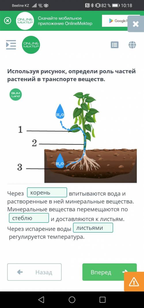 Используя рисунок, определи роль частей растений в транспорте веществ. Через впитываются вода и раст