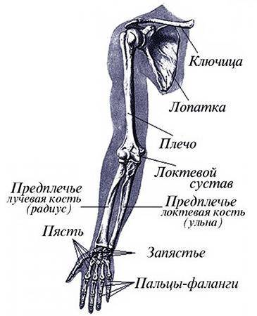 Назовите кости, обозначенные на рисунке буквами А и Б. Укажите, к какому отделу скелета их относят.