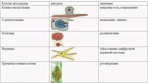 таблица по клеткам кишечнополостных: нервная, промежуточная, стрекательная и т.д. Колонки: 1.Названи
